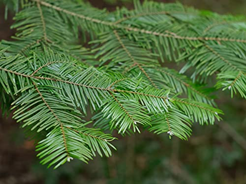 25st.Große Küstentannen 20-40cm Abies grandis Forstpflanzen Nadelgehölze Wurzelware Wald Anpflanzungen Brennholz Kaminholz Tannen