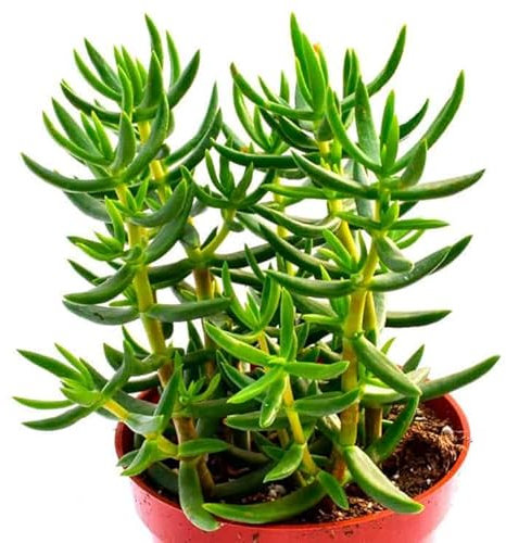 Cactus crassula tetragona en maceta de 8,5cm