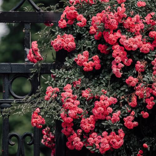 rose pflanzen samen - deko blumen, bonsai samen rose samen, gartendeko für draußen, balkonpflanzen blumendeko, pflanzen für sonnige plätze blumen balkon, garten geschenke für frauen 80pcs