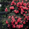 rose pflanzen samen - deko blumen, bonsai samen rose samen, gartendeko für draußen, balkonpflanzen blumendeko, pflanzen für sonnige plätze blumen balkon, garten geschenke für frauen 80pcs