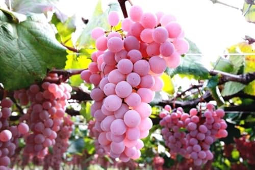 Uva di lusso - Vitis sp. Yamanashi (Koshu) Giappone 10 semi stratificati