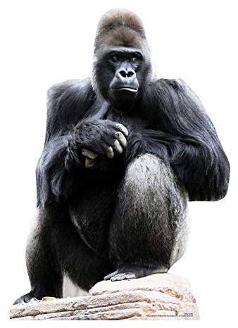 Star Cutouts Cut Out of Gorilla