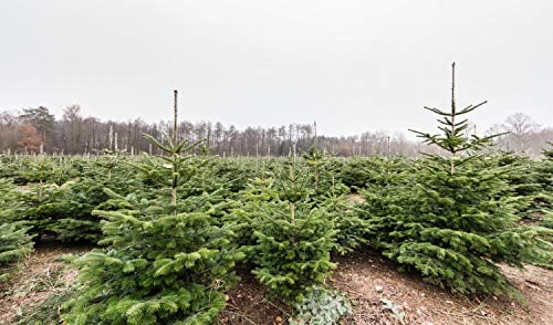 5st. Nordmanntannen 10-20cm im Topf Nordmanntanne Weihnachtsbaum Abies nordmanniana