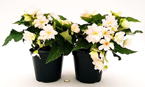 POWERS TO FLOWERS - BEGONIA PENDULA DA BALCONE, A FIORE BIANCO, 2 PIANTE, VASO 14 CM, piante vere