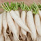 Seedeo® Radieschen Eiszapfen (Raphanus sativus L.var sativu) 100 Samen BIO