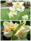 Canna Zwiebeln， Rhizome,Canna Pflanze Knolle Winterhart, BüRopflanzen Balkonpflanzen，Cannas Blumenzwiebeln, Frisch Winterfeste Pflanzen ，FrüHlingsblumen-3zwiebeln-C