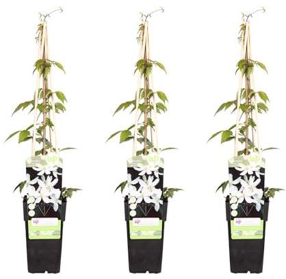 Waldrebe - Clematis Montana 'Grandiflora' – 3 Pflanzen - Winterharte Kletterpflanze – Ø15 cm – Ca. 65 cm hoch – Weiße duftende Blüten – Ideal für Pergola, Zaun & Wand