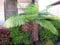 Cyathea Australis ca. 40 cm Australischer Baumfarn - Schnellwüchsiger und groß werdender Baumfarn