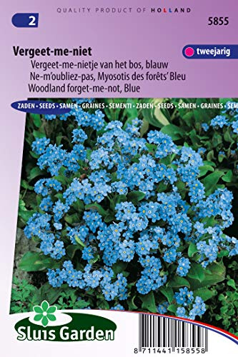 Vergissmeinnicht (Woodland) Indigoblau