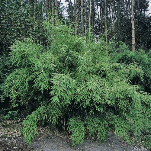 Immergrüner Bambus 'Super Jumbo®' - Fargesia murielae - Immergrüner und Winterharter Bambus von Garten Schlüter - Pflanzen in Top Qualität