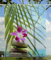 gardinen-for-life Scheibenhänger Orchidee Transparent rechteckig mit Beschwerung, Toller Scheibenhänger aus Feiner Voile, Verschiedenen Größen (HxB 125x60cm)