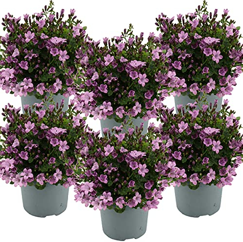 Bloomique - 6er-Set - Campanula Ambella Pink - Glockenblume - Bodendecker - Gartenpflanzen - Winterhart - Tierfreundlich - 10-20 cm Hoch - Topf 10,5 cm