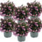 Bloomique - 6er-Set - Campanula Ambella Pink - Glockenblume - Bodendecker - Gartenpflanzen - Winterhart - Tierfreundlich - 10-20 cm Hoch - Topf 10,5 cm