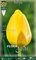 Flora Elite 221903 Darwin Hybrid Tulpe Golden Apeldoorn (10 Stück) (Tulpenzwiebeln)