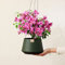 Fleurs et Délices - Bougainvillier Rose - Plante Fleurie - Avec cache-pot - Fabrication Française Artisanale de Qualité - Plante à Offrir - Cadeau Fête des Pères - Cadeau Papa