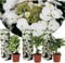 Plant in a Box - Hydrangea macrophylla Teller - 3er Set - Weiss - Hortensie - Winterhart - Topf 9cm - Höhe 25-40cm