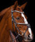 Deister Mexikanisch Super Glitzer/Strass Leder Braun Reithalfter Pony VB WB X Full Springen Zaum Dunkelbraun Tysons (Warmblut)