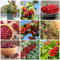 500 pcs cranberry pflanze winterhart samen - obstbäume bonsai topf exotische pflanzen preiselbeeren pflanzen,Vaccinium macrocarpon, obst frisch pflanztopf winterharte stauden mehrjährig