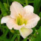 Taglilien zwiebeln,winterhart mehrjährig,pflegeleicht,hat leuchtende Blüten,eignet sich für die Innen Außendekoration,Frühlingsblüher,gross blumige taglilien,hemerocallis Knollen.-5zwiebeln-E