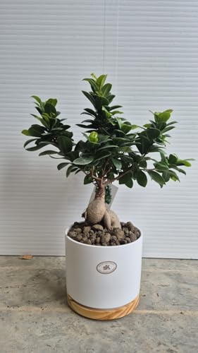BONSAI DI ULIVO -Olea europaea