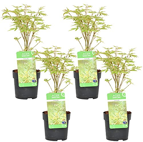 Bloomique - Lot de 4 - Acer palmatum 'Butterfly' - Érable du Japon - Feuillage vert-blanc - Résistant au froid - 25-40 cm de Haut - Pot 10,5 cm