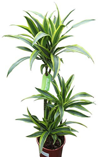 Planta de interior - Planta para casa o la oficina - Dracaena fragrans - Limón y lima - 1,2 metros