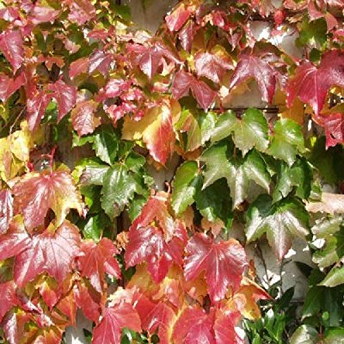 Parthenocissus Tricuspidata 'Veitch Boskoop' - Selbstklimmer Wein 50-60 cm Topf