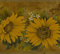 Dundee Deco DDAZBD9004 Frise de papier peint autocollant – Motif floral jaune, tournesols moutarde, papillons, design rétro, 4,57 m x 17,78 cm, autocollant