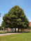 10 Semi argento Linden, argento Lime Tilia tomentosa albero