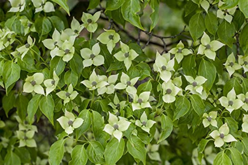 Cornus kousa chinensis 'China Girl' 40-60 cm – Winterhart, Mehrjährig, Pflegeleicht – Chinesischer Blumen-Hartriegel – Ziergehölz für Garten & Einzelstellung