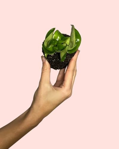Hoya Carnosa Mini | Plantas Naturales Interior | Pur Plant