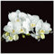 ARTland Wanddeko Glasbilder Wandbild Glas Bild einteilig Quadratisch Natur Blumen Blüten Orchideen Botanik Floral T5SR