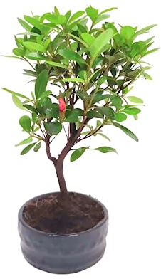 Bonsai Baum mit Keramik Blumentopf - Rhododendron - ca. 6 Jahre 12 cm Schale, Azalea Bonsai Blumen züchten