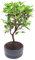 Bonsai Baum mit Keramik Blumentopf - Rhododendron - ca. 6 Jahre 12 cm Schale, Azalea Bonsai Blumen züchten