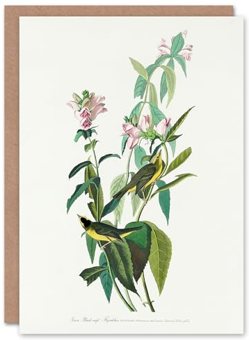 Artery8 John James Audubon Art Card Green Black Capped Flycatcher