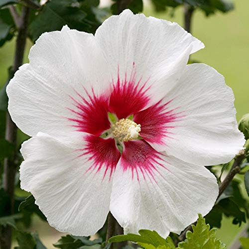 Hibiscus Syriacus Red Heart | Rose of Sharon Garden Shrub | 20-30cm (incl Pot)