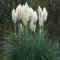 3 x Cortaderia selloana 'Evita' im 1 Liter Topf (Ziergras/Gräser/Winterhart/Mehrjährig/Immergrün) Weißes Pampasgras - Pampasgras mit Charme und Eleganz - von Stauden Gänge