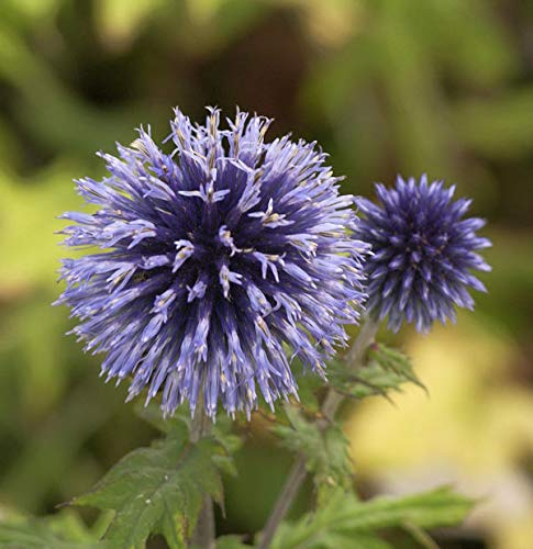 Graueblaue Kugeldistel - Echinops ritro - lebende Gartenpflanze aus den Baumschulen