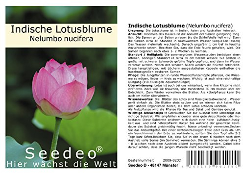 Seedeo Indische Lotusblume (Nelumbo nucifera) 8 Samen