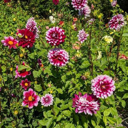 Bulbes de dahlia brillants en vrac, vivaces, plantation professionnelle pour de superbes présentations de jardin - 6 bulbes-J