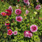 Bulbes de dahlia brillants en vrac, vivaces, plantation professionnelle pour de superbes présentations de jardin - 6 bulbes-J
