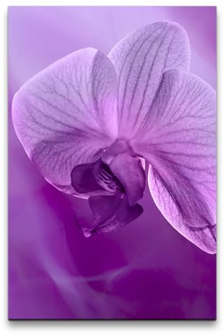 Paul Sinus 60x90cm Wandbild Orchidee – Sanfte Eleganz – lila Blüte