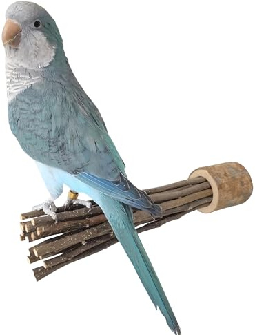 Taoxekoro 1pcs Natural Apple Tree Wood Pet Parrot Raw Wood Fork Tree Branch Stand Rack Squirrel Bird Hamster Branch Perches Chew Bite Toys