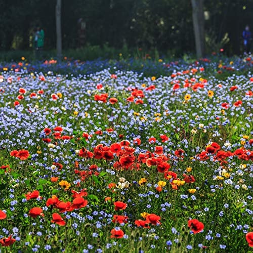 Miscela di semi di fiori selvatici, fiori perenni resistenti facili da coltivare, eccellente miscela per tutti gli usi, ideale per aiuole e bordi, vasi e contenitori per terrazze (100000-1000000 +)