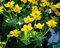 Carbeth Plants Pond Plants for Small Ponds - 3 X 9cm Pot Caltha Palustris Marsh Marigold - Live Marginal Ponds Plant - Low Maintenance Perennial Outdoor Pond Plant