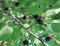 Schwarze Maulbeere Morus nigra Pflanze 5-10cm Maulbeerbaum Obstbaum Obstpflanze