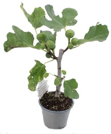 Frutal Natural de Exterior Ficus Carica - HIGUERA