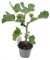 Frutal Natural de Exterior Ficus Carica - HIGUERA