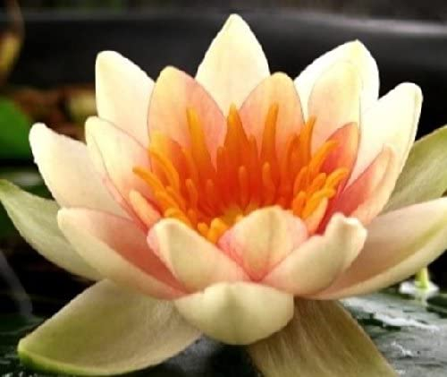 Teichpflanzen Seerosen : Nymphaea Seerose Zwergseerose Solfatare winterhart Pflanztiefe bis 40 cm