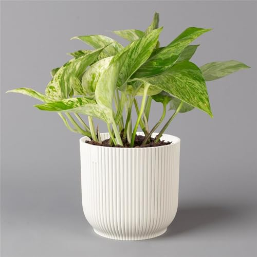 Efeutute 'Marble Queen' inkl. Übertopf Vibes weiß, Topf-Ø 12 cm, Höhe ca. 15 cm